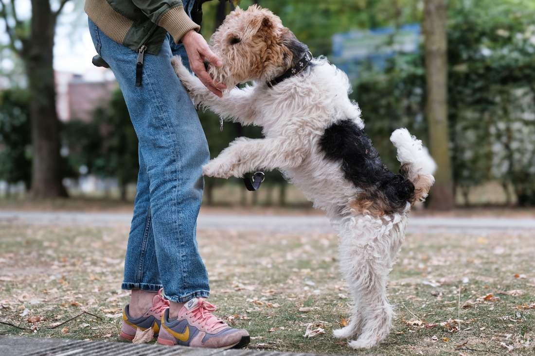 Fehler in der Hundeerziehung vermeiden mit Bewusstsein und Konsequenz und Hundetraining Fehler in der Hundeerziehung vermeiden mit Bewusstsein und Konsequenz und Hundetraining
