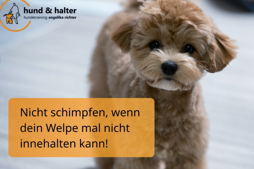 Geduld ist wichtig beim Welpentraining, Insbesondere in Sachen Stubenreinheit.