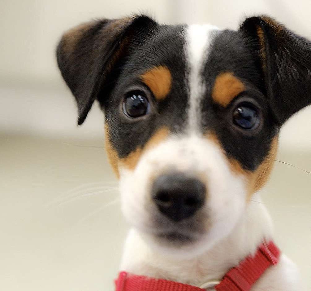 Konsequenz in der Hundeerziehungist wichtig, auch dann, wenn ein Hund und ganz lieb anschaut Konsequenz in der Hundeerziehungist wichtig, auch dann, wenn ein Hund und ganz lieb anschaut