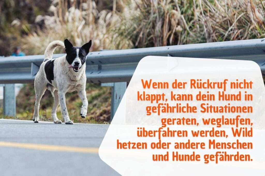 Wenn der Rückruf nicht klappt, kann dein Hund in gefährliche Situationen geraten, weglaufen, überfahren werden, Wild hetzen oder andere Menschen und Hunde gefährden.