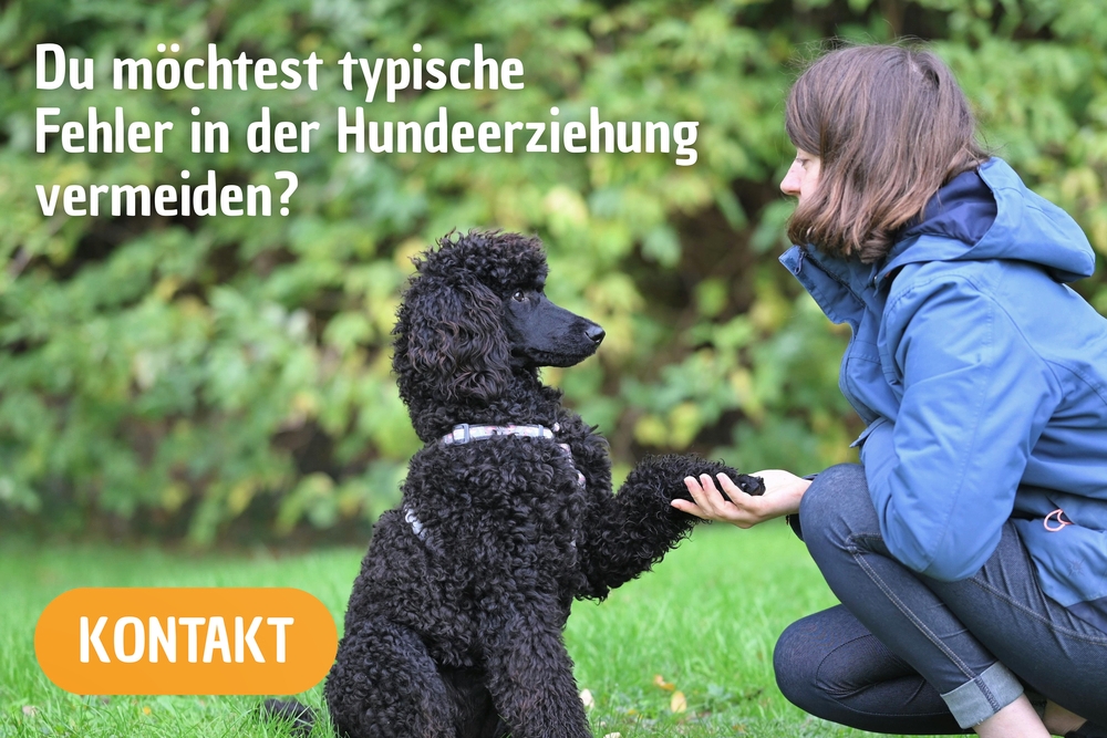 Typische Fehler in der Hundeerziehung vermeiden. Ich unterstütze dich mit gezieltem Hundetraining in Düsseldorf