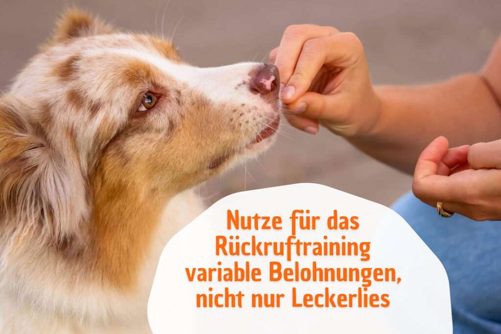 Variable Belohnungen beim Rückruftraining für den Hund