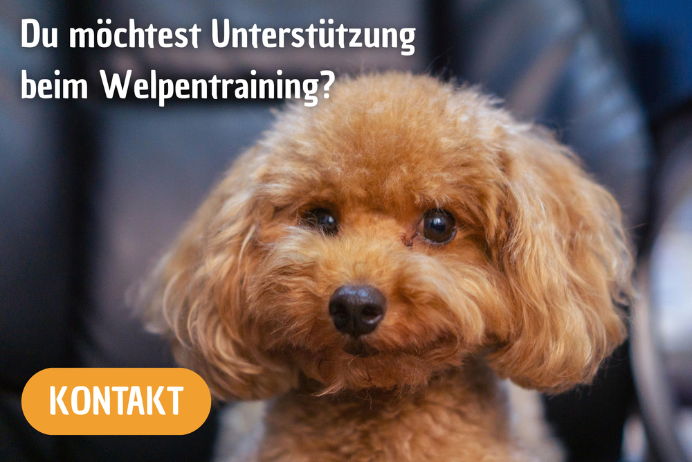 Welpentraining in Düsseldorf. Ich unterstütze dich!