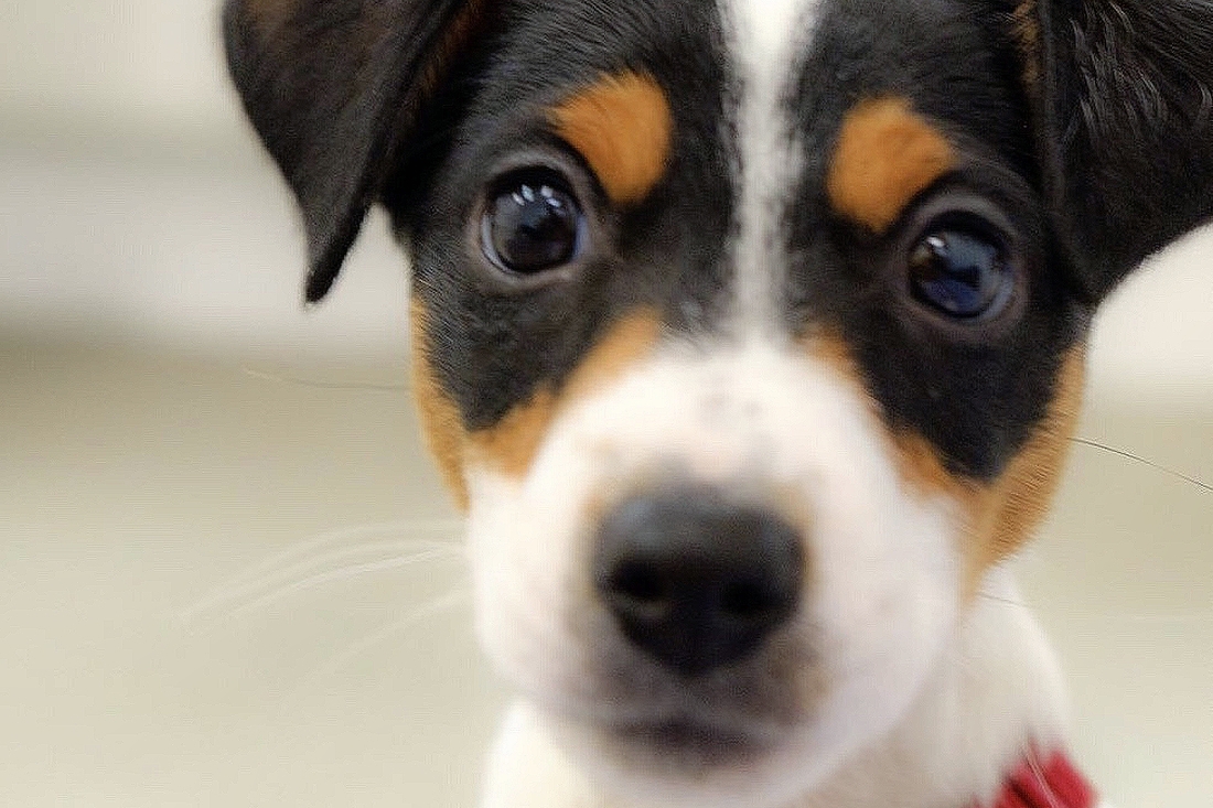 Welpentraining in Duesseldorf - Tipps und Übungen für das Training mit deinem Welpen Welpentraining in Duesseldorf - Tipps und Übungen für das Training mit deinem Welpen