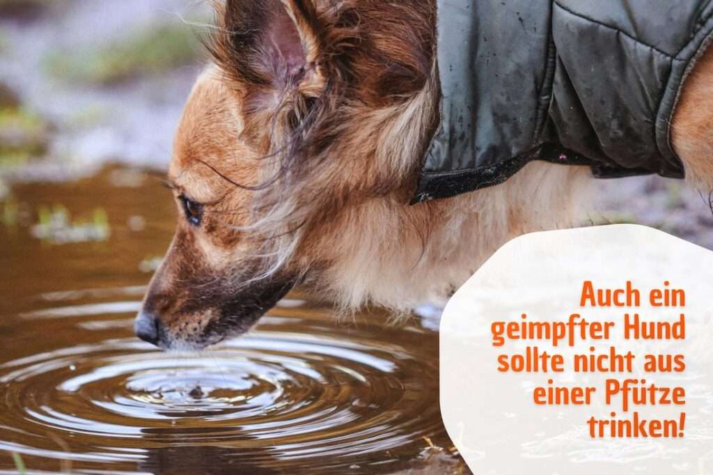 Auch ein Hund mit Impfung sollte niemals aus einer Pfütze trinken