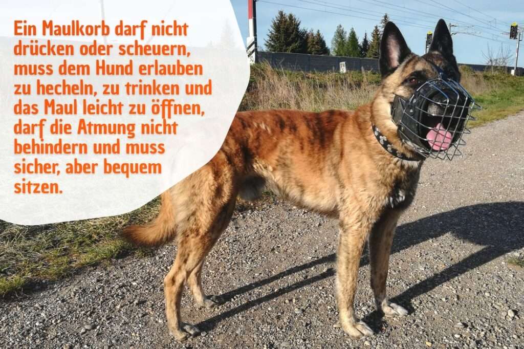 Ein Maulkorb darf nicht drücken oder scheuern, muss dem Hund erlauben zu hecheln, zu trinken und das Maul leicht zu öffnen, darf die Atmung nicht behindern und muss sicher, aber bequem sitzen.
