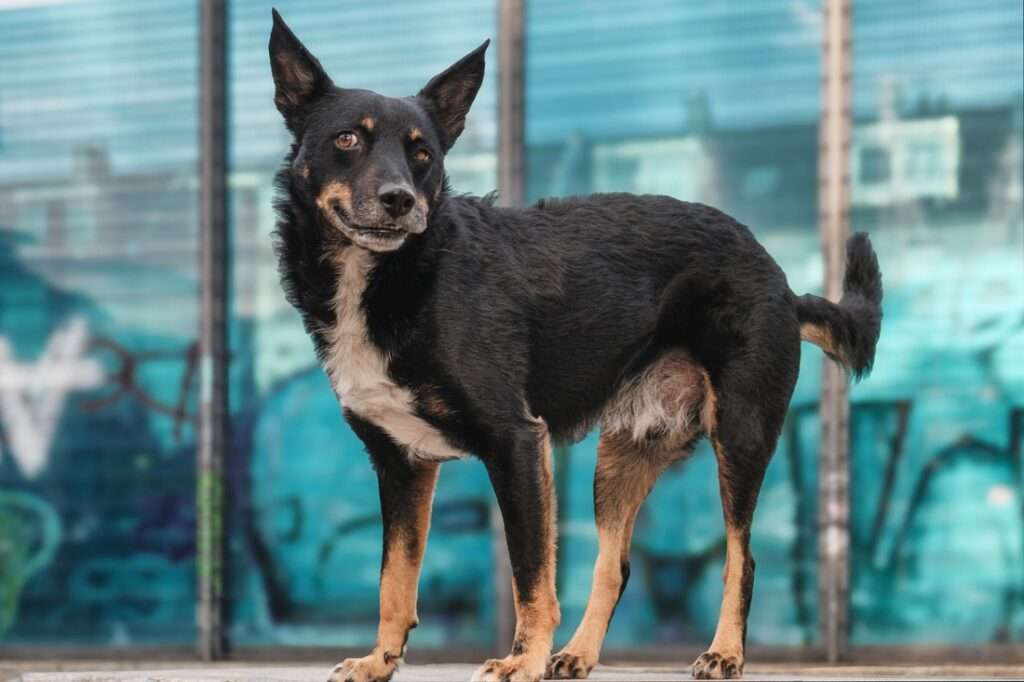 Charakterkunde und Typologie von Hunden mit etwas Humor geschrieben