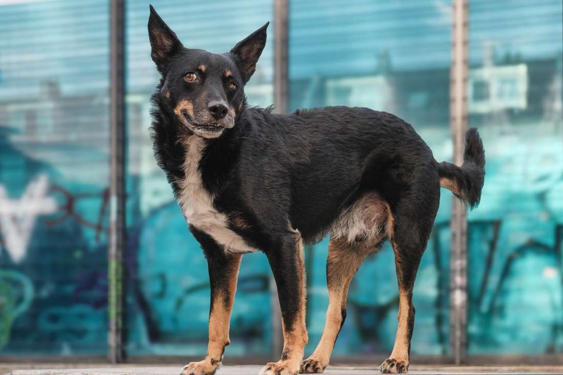 Charakterkunde und Typologie von Hunden