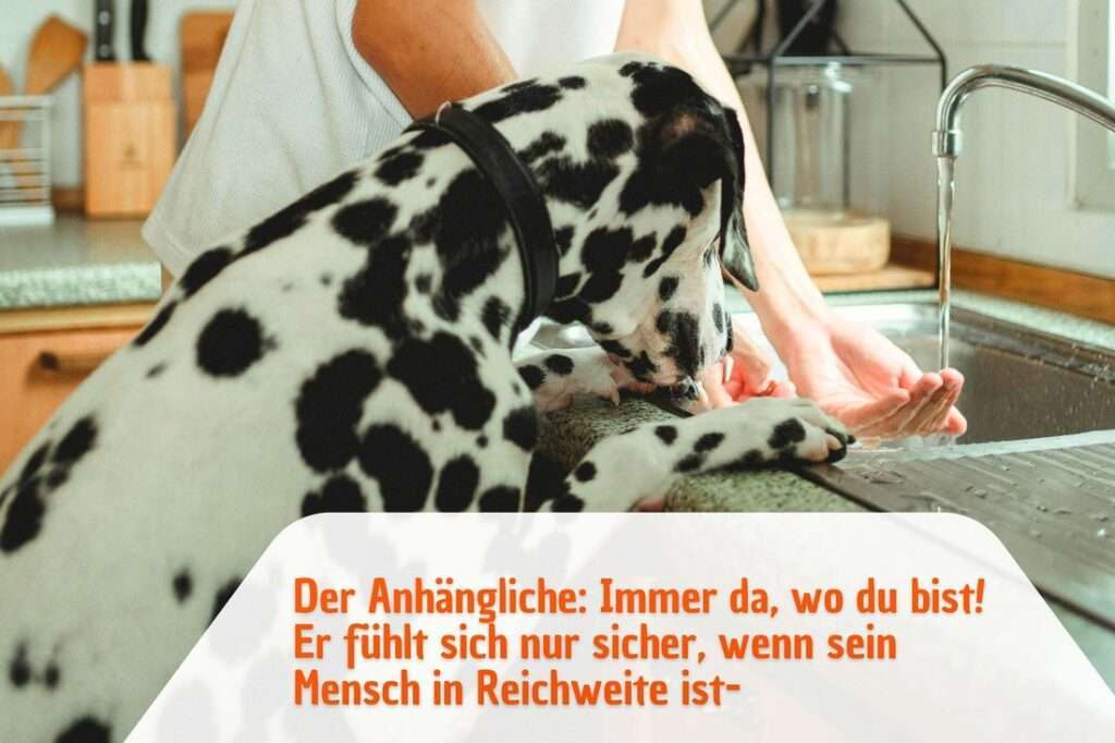 fühlt sich nur sicher, wenn sein Mensch in Reichweite ist