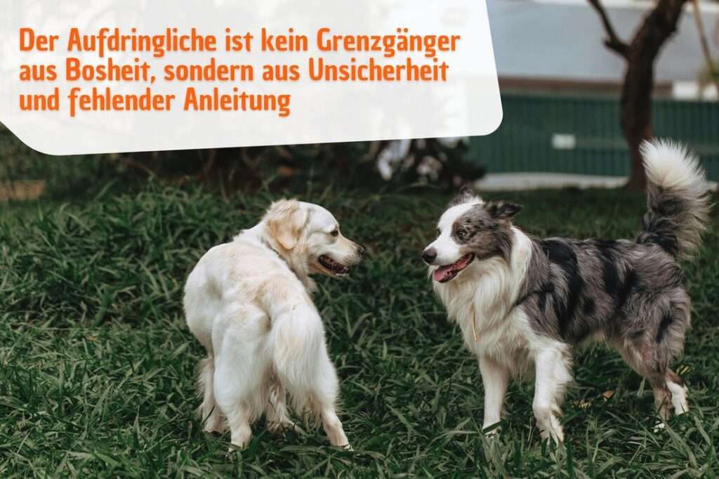 Der aufdringliche Hund ist kein Grenzgänger aus Bosheit, sondern aus Unsicherheit und fehlender Anleitung
