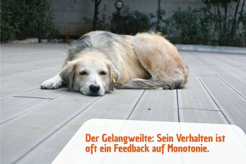 Der Gelangweilte: Sein Verhalten ist oft ein Feedback auf Monotonie.