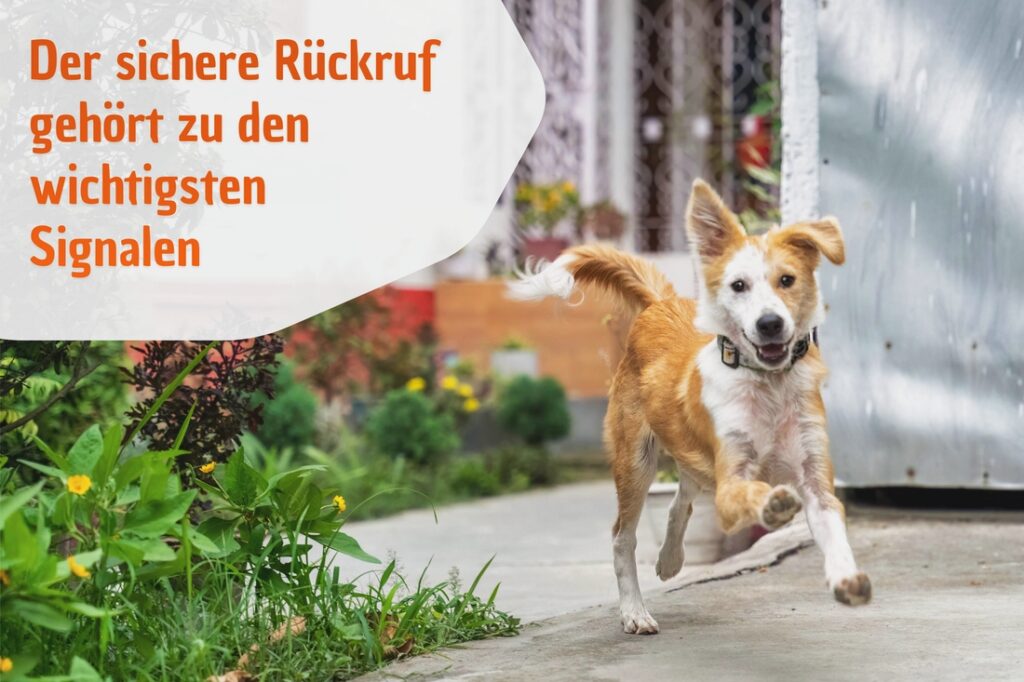 Der sichere Rückruf gehört zu den wichtigsten Signalen für deinen Hund und eure Sicherheit Der sichere Rückruf gehört zu den wichtigsten Signalen für deinen Hund und eure Sicherheit