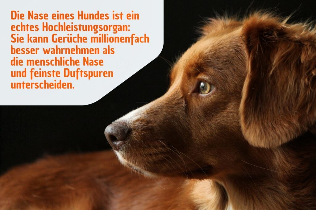 Die Nase eines Hundes ist ein echtes Hochleistungsorgan: Sie kann Gerüche millionenfach besser wahrnehmen als die menschliche Nase und feinste Duftspuren unterscheiden.