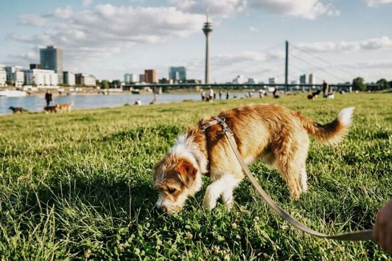 Giftköder in Düsseldorf. Tipps und Ratgeber füt Hundehalter
