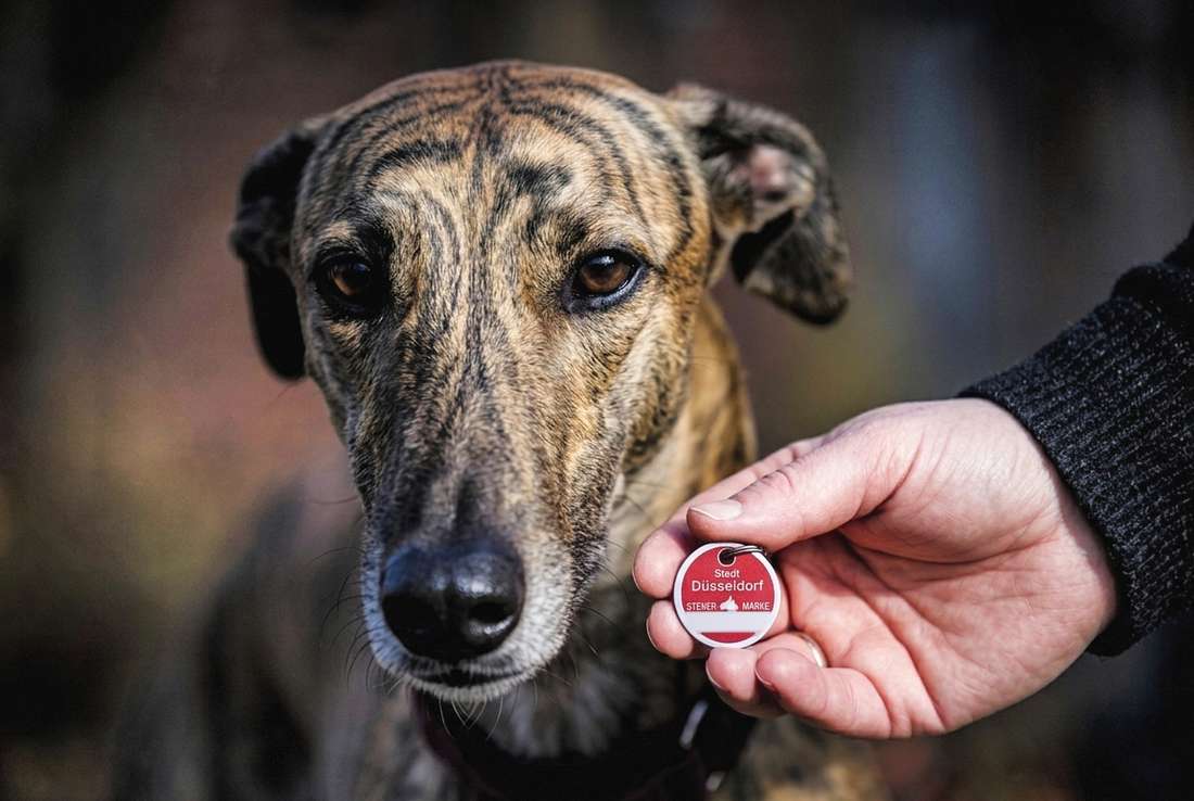 Hundesteuer Düsseldorf: Infos zu Kosten, Anmeldung,, Ermäßigung, Befreiung und Fristen für Hundehalter