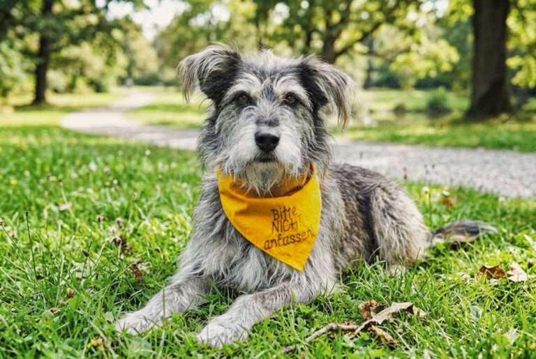 Initialive Gelber Hund Yellow Dog