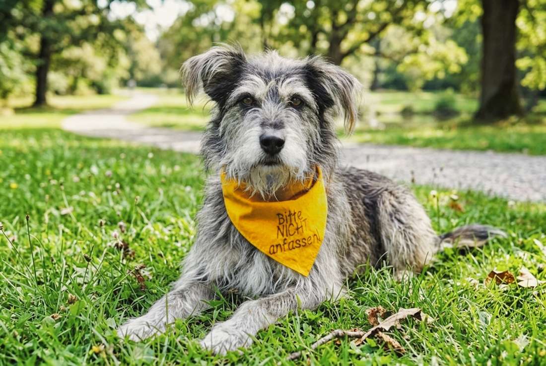 Initialive Gelber Hund Yellow Dog