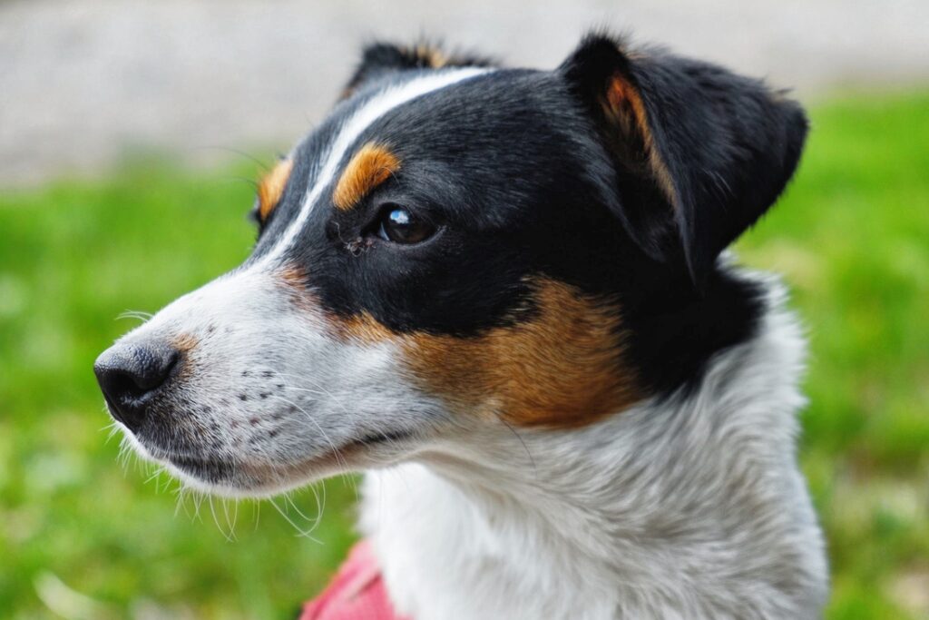 Am 10. Oktober ist Welthundetag