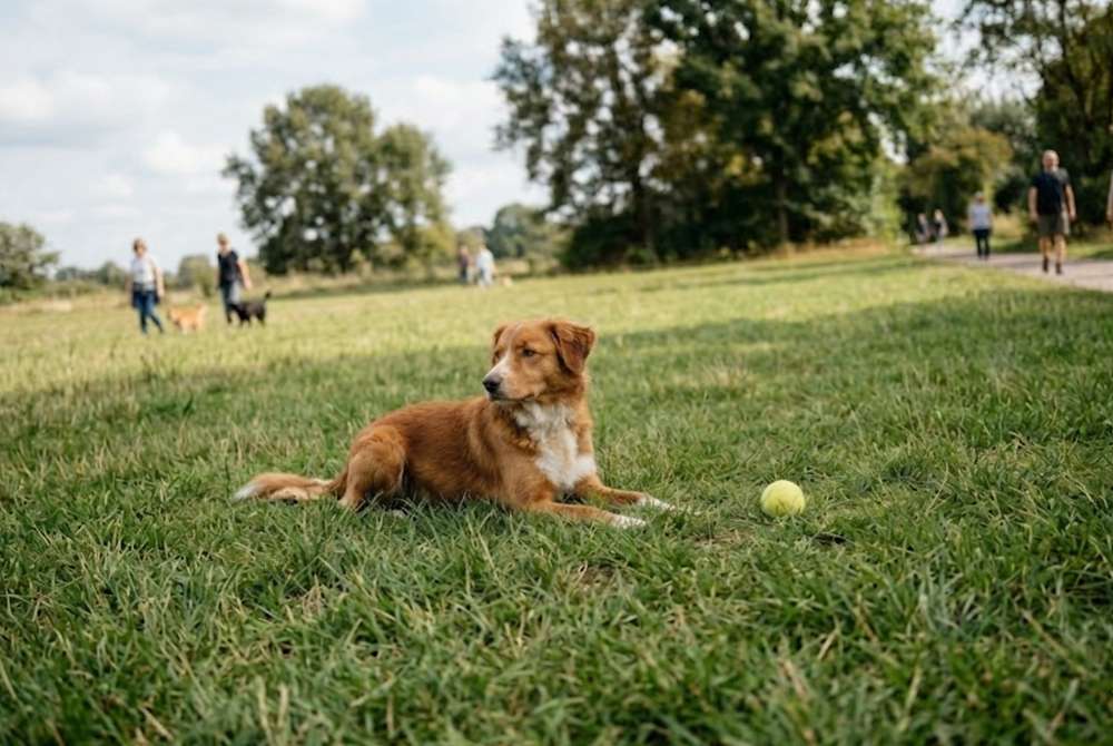 Ruhephasen während der Ballspiele mit Hund sind wichtig, damit dein Hund kein Balljunkie wird