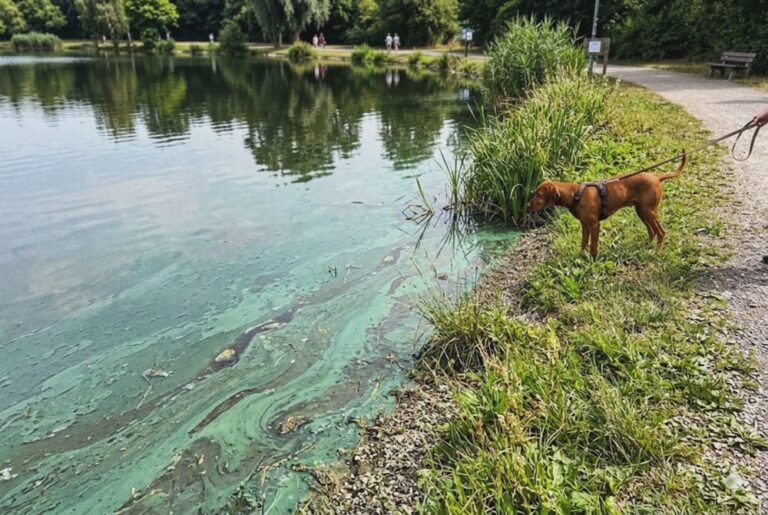 Blaualgen in Düsseldorf. Worauf Hundehalter achten müssen