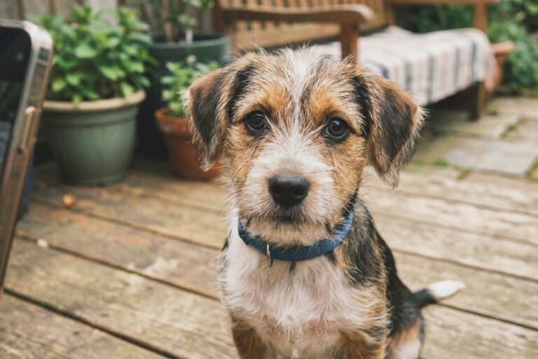Neue EU Verordnung zur Chip-Pflicht von Hunden