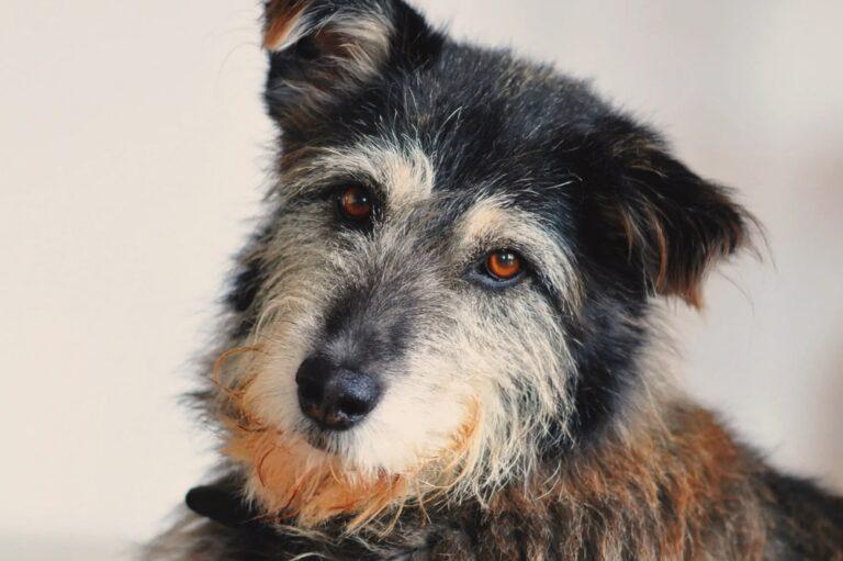 Tierschutzhund aufnehmen oder adoptieren in Düsseldorf
