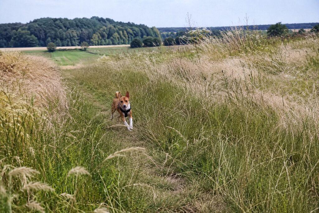 Grannen beim Hund