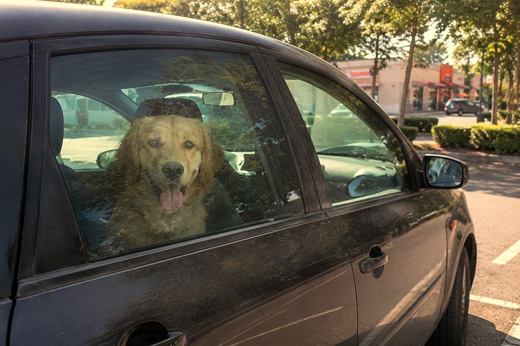 Hund nicht im Auto lassen bei Hitze