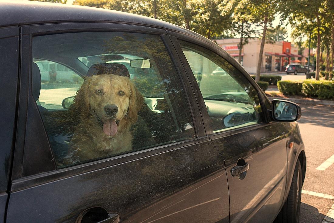 Hund nicht im Auto lassen bei Hitze