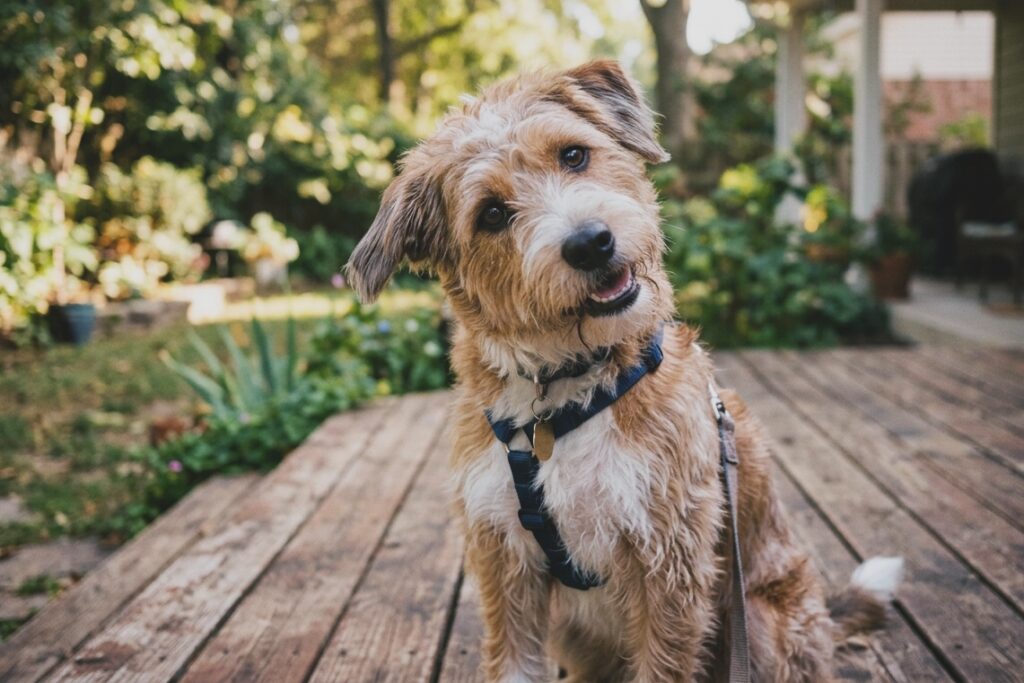 Warum Hunde den Kopf neigen Warum Hunde den Kopf neigen