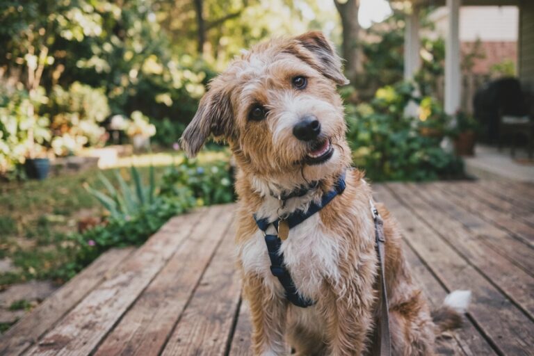 Warum Hunde den Kopf neigen