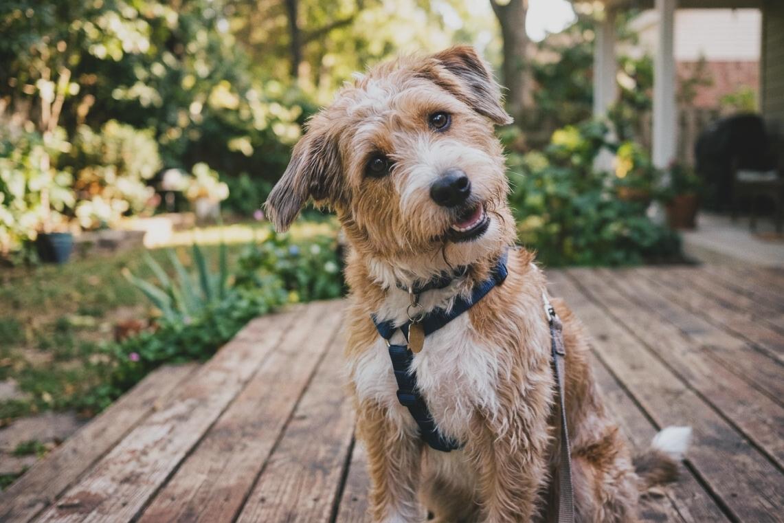 Warum Hunde den Kopf neigen