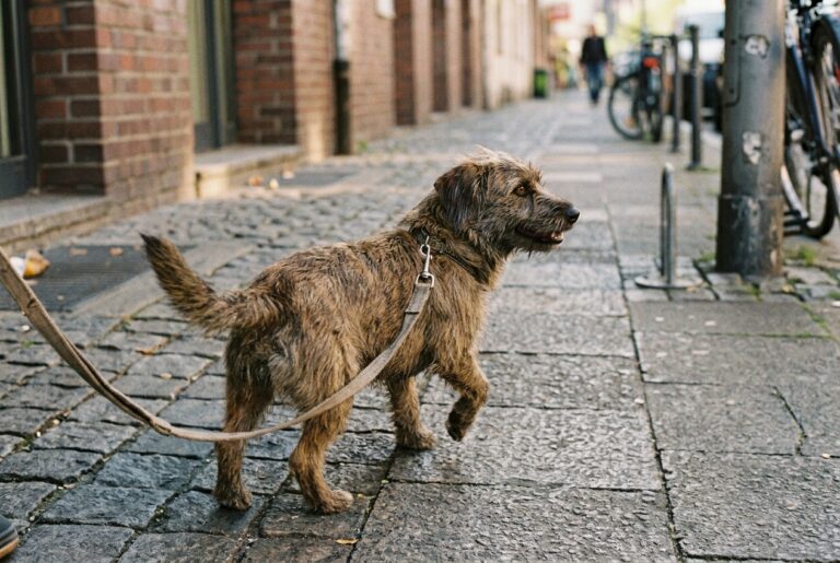 iftyfifty-Hundekalender